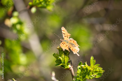 Comma butterfly 3