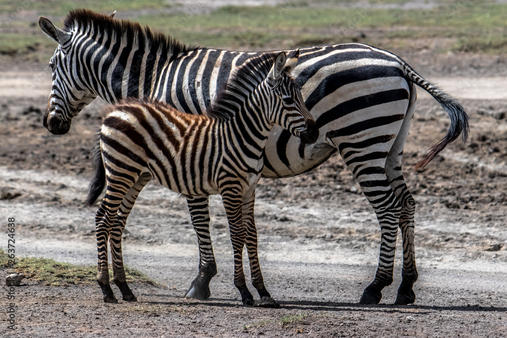 Zebra foal suckling from mother Zebra foal suckling from mother