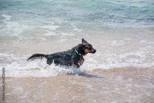 Black dog running with his wet hair by the seashore.