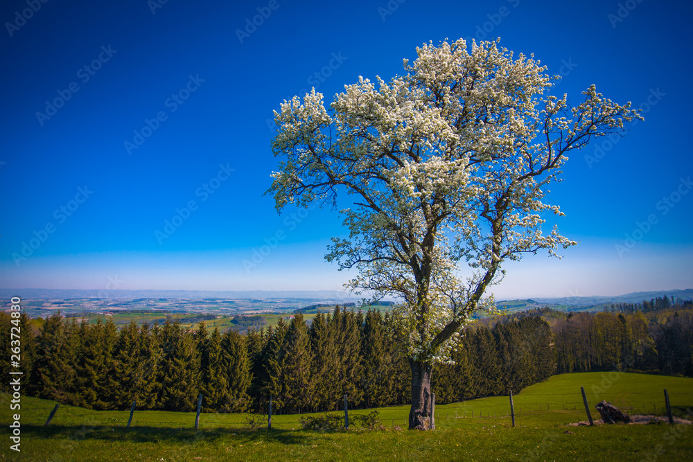 Baumblüte Baumblüte