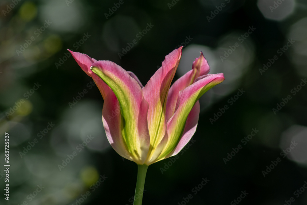 Rarität - seltene grün rosa gestreifte botanische Tulpe Rarität - seltene grün rosa gestreifte botanische Tulpe