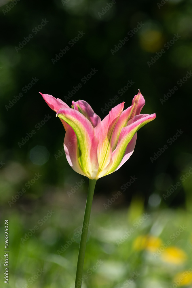 Fototapeta premium Rarität - seltene grün rosa gestreifte botanische Tulpe 