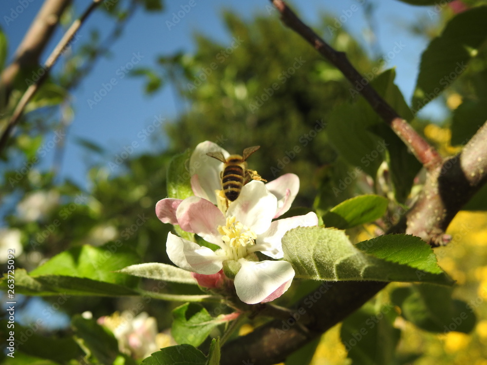 Apfelbüte im Frühling