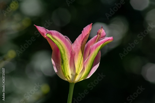 Rarität - seltene grün rosa gestreifte botanische Tulpe 