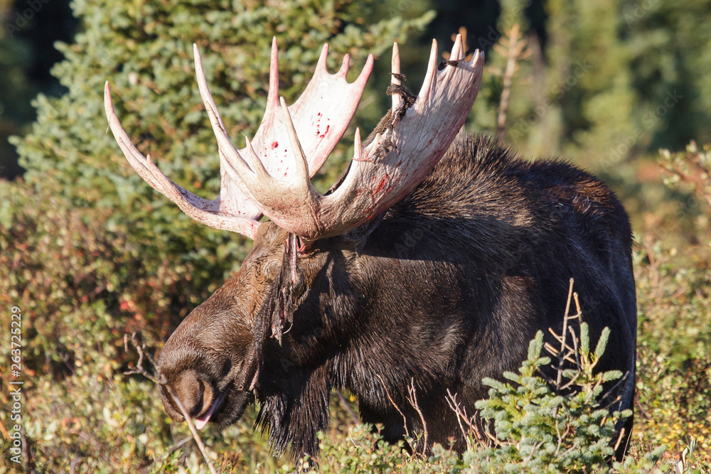 Shiras Moose in Colorado. Shiras are the smallest species of Moose in North America Shiras Moose in Colorado. Shiras are the smallest species of Moose in North America
