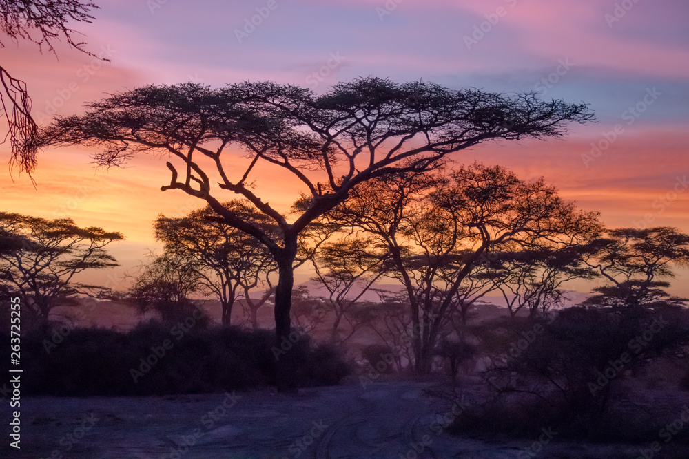Acacia tree on a sunrise at the Serengeti National Park