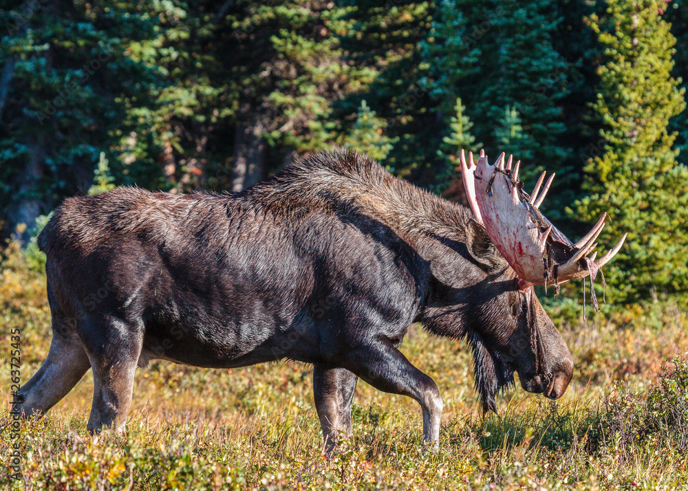 Shiras Moose in Colorado. Shiras are the smallest species of Moose in North America Shiras Moose in Colorado. Shiras are the smallest species of Moose in North America