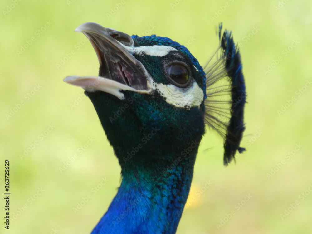 Peacock screaming loud at Bagatelle Park, Paris, France, Europe, April 2019 Peacock screaming loud at Bagatelle Park, Paris, France, Europe, April 2019