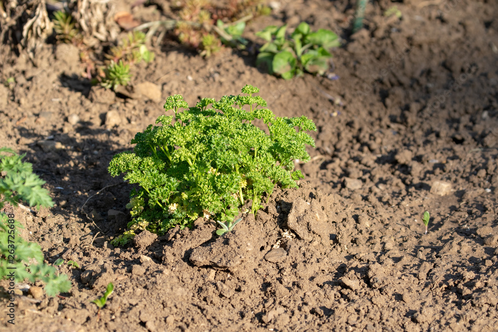 Top view on parsley plant in the vegetable patch in garden Top view on parsley plant in the vegetable patch in garden