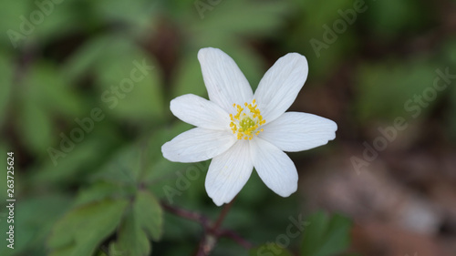 white flower © Julia