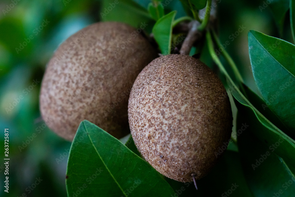 Fototapeta premium Close up of the fruits of Manilkara zapota (chikoo) with vegetation background.