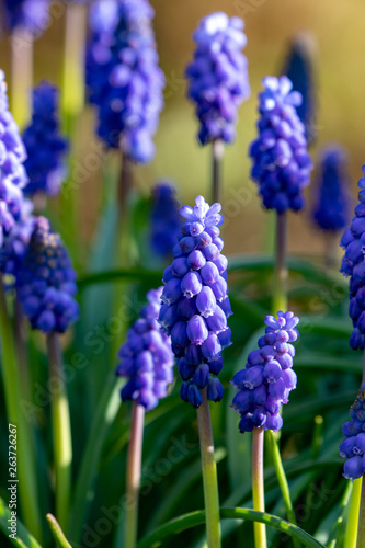 Close up of purple blooming grape hyacinths in the garden