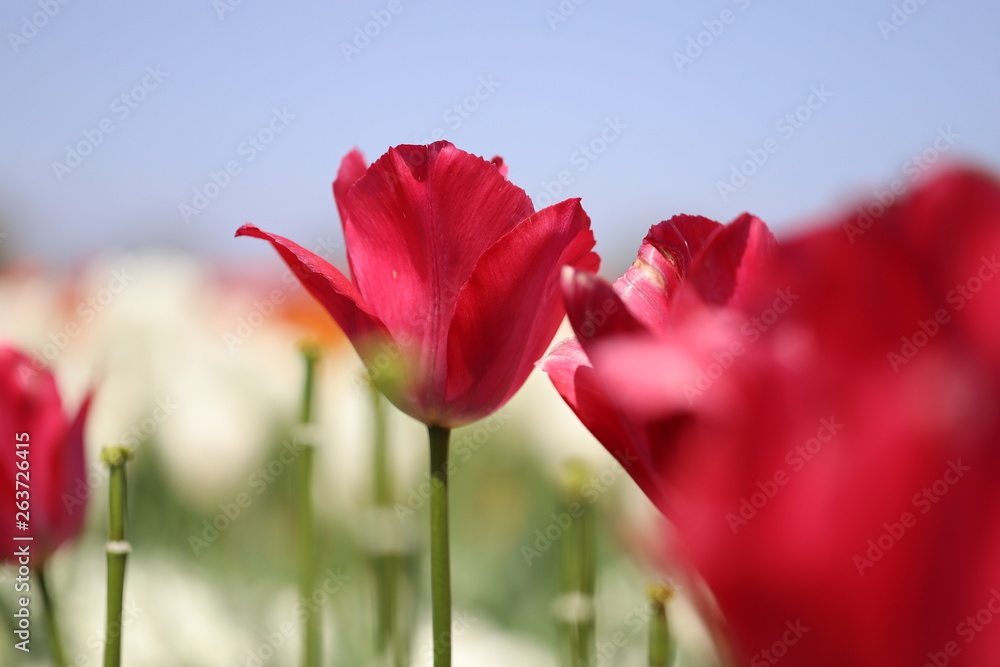 Obraz premium ピンク色のチューリップが咲きみだれる公園