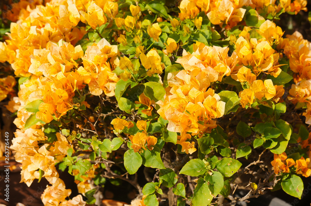 Bougainvillea california gold orange flowers Bougainvillea california gold orange flowers