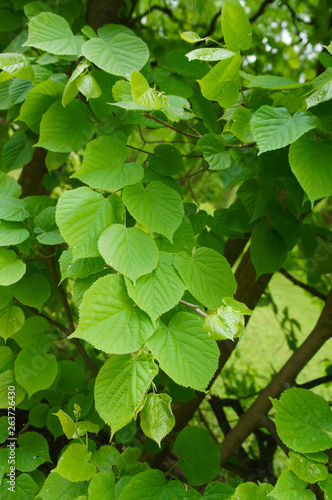 Tilia cordata linden tree foliage