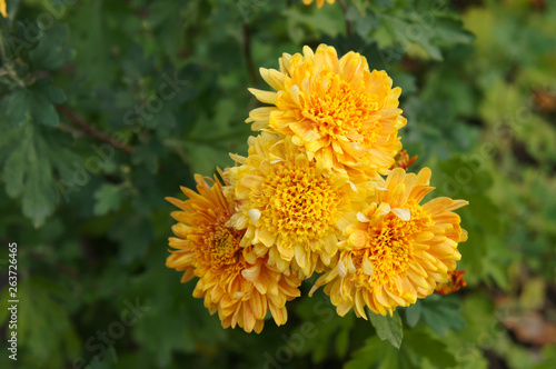 chrysanthemum morifolium hardy garden mum yellow flowers