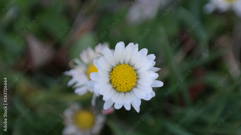 Gänseblümchen Gänseblümchen