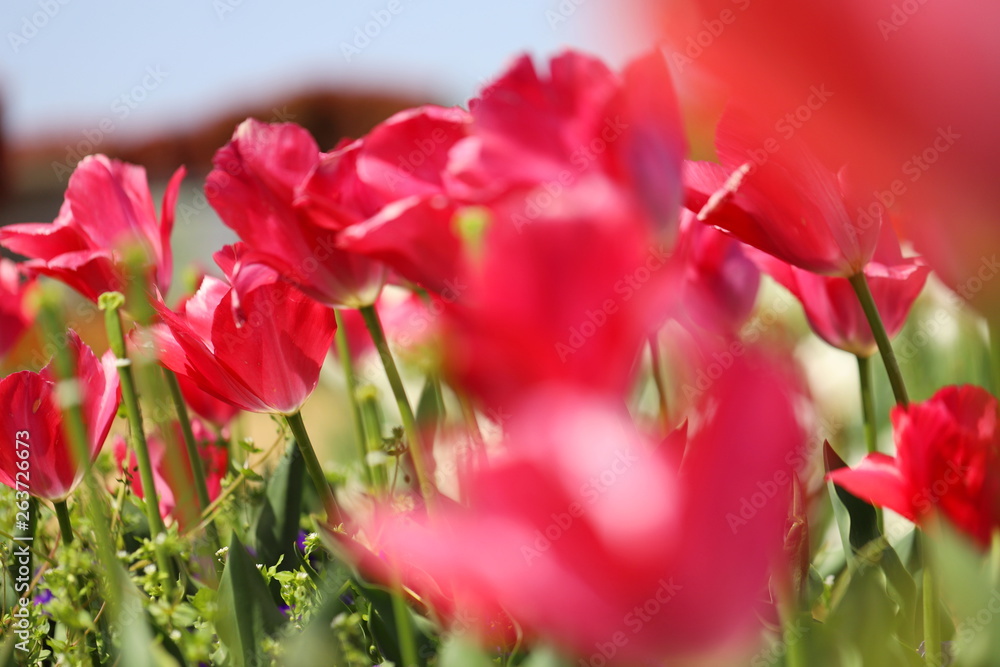 Naklejka premium ピンク色のチューリップが咲きみだれる公園