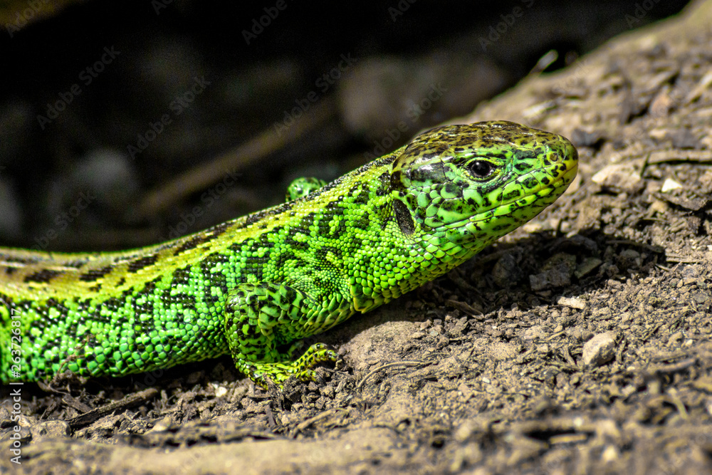 Green lizard in natural environment