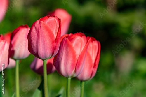 Red blooming tulips on a sunny day in the garden