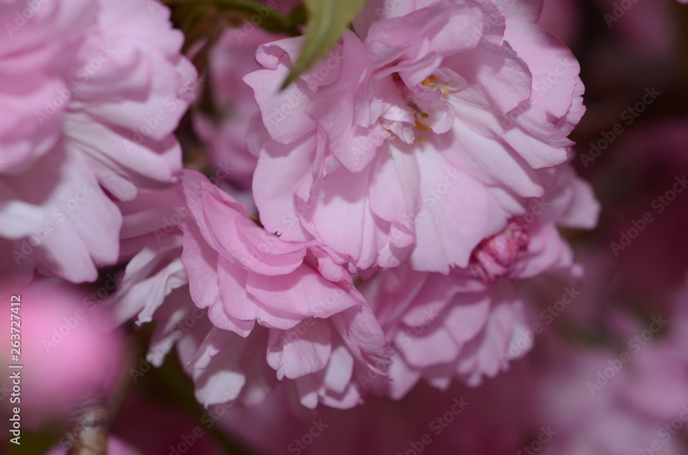 Fototapeta premium CHERRY BLOSSOMS, WOODBRIDGE NJ