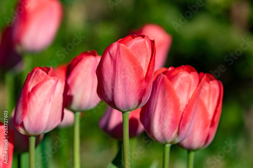 Pink blooming tulips in the garden