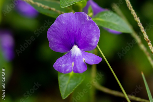 purple flower with two petals opposite with each other flower in vegetation background.