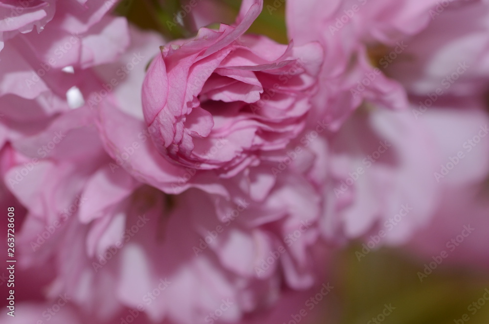 Obraz premium CHERRY BLOSSOMS, WOODBRIDGE NJ