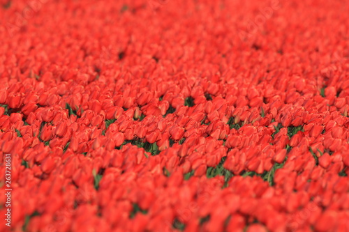 Tulip fields,Texel, Holland photo