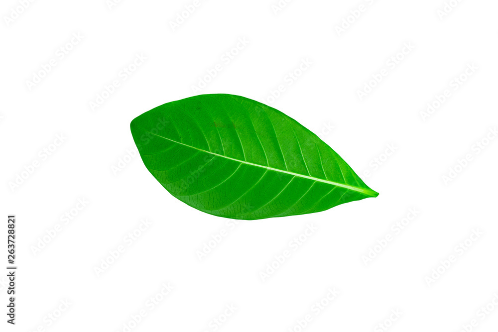 Green leaves, leaf isolated on white background Texture Green leaves, leaf isolated on white background Texture