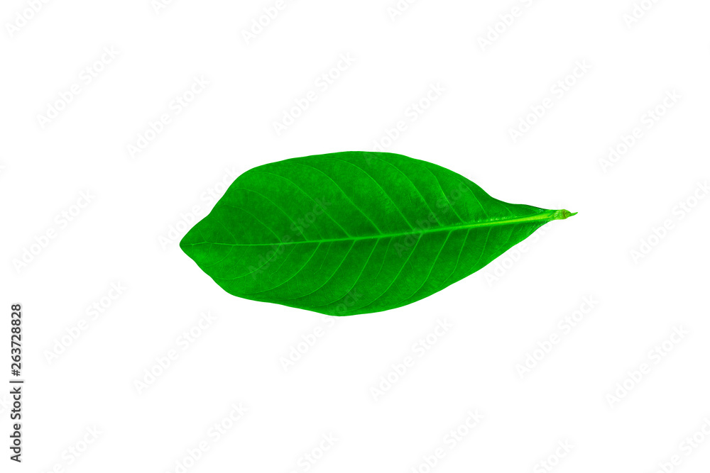Green leaves, leaf isolated on white background Texture Green leaves, leaf isolated on white background Texture