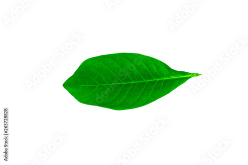 Green leaves  leaf isolated on white background Texture