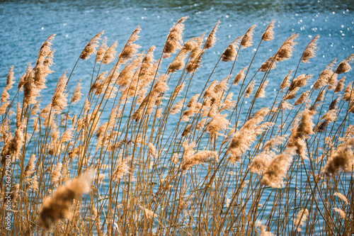Reeds blowing in the wind along river bank in countryside.