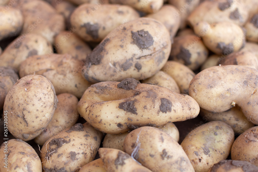 Potatoes on market, new harvest of potatoes vegetables close up Potatoes on market, new harvest of potatoes vegetables close up