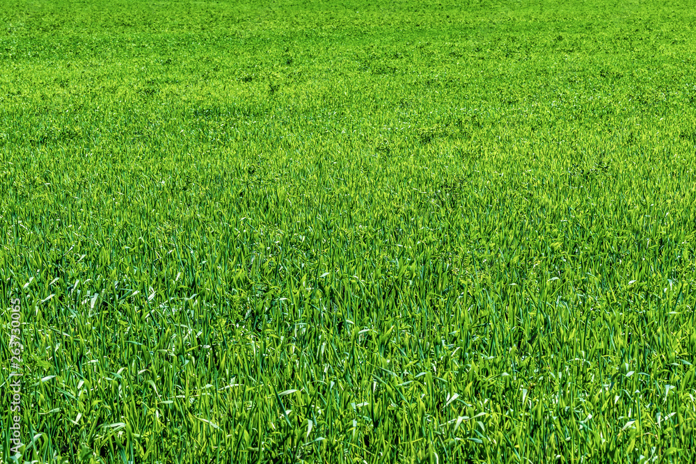 Green grass field background. Planting of agricultural crops. Green grass field background. Planting of agricultural crops.