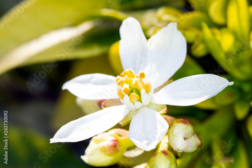 Close Up Macro Of  White Tree Blossom Flowers