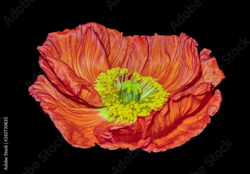 Floral fine art still life color macro of a single isolated glossy red yellow satin/silk poppy wide opened blossom isolated on black background,detailed texture in surrealistic vintage painting style