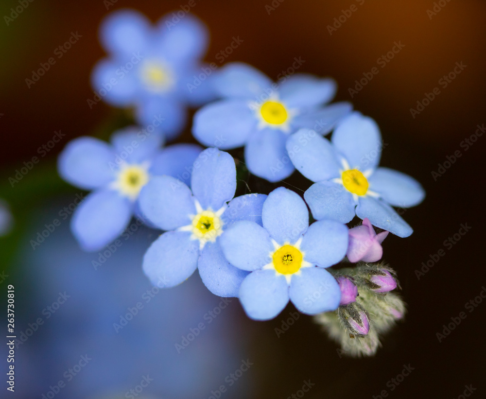 Pretty Blue Bluebell Flowers in a Garden