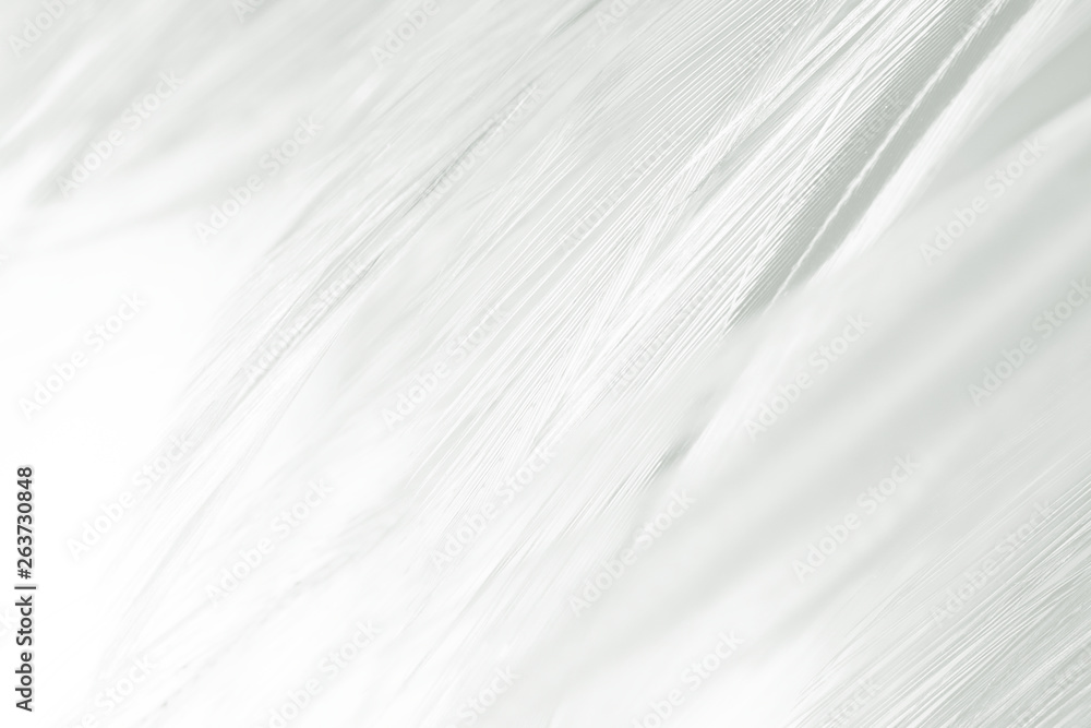 Beautiful white feather pattern texture background Beautiful white feather pattern texture background