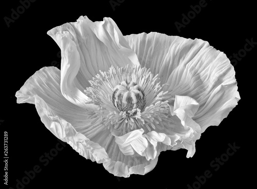 Floral fine art still life detailed monochrome macro of a single isolated wide opened white iceland poppy blossom isolated on black background with soft texture in surrealistic vintage painting style