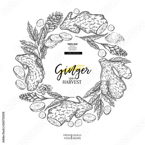 Hand drawn ginger root and leaves. Engraved vector banner. Food condiment package design temoplate. Food ingredient, aromatherapy, cooking. For cosmetic, medicinal herb, treating, healthcare. photo