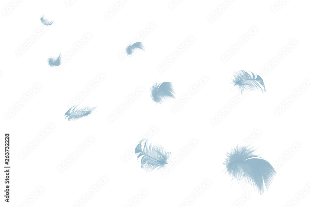 Beautiful baby blue colors tone feather  floating in air isolated on black background