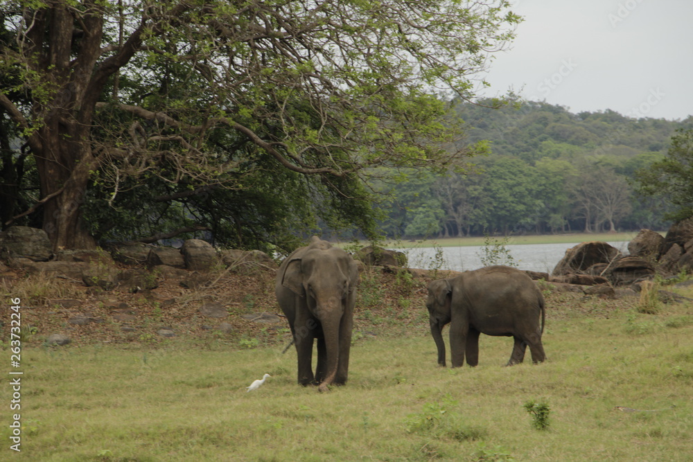 asian elephant in sri lanka