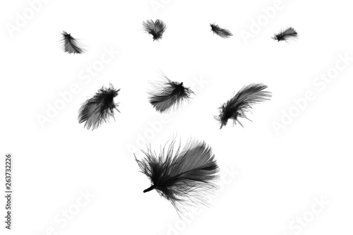 Beautiful black feather floating in air isolated on white background © nadtytok28