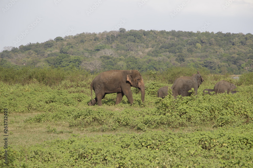 asian elephant in sri lanka