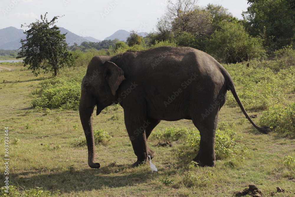 Fototapeta premium asian elephant in sri lanka