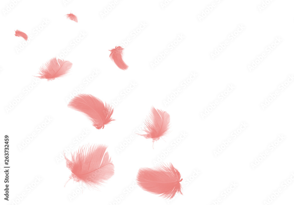 Beautiful group soft pink feather floating in air isolated on black background