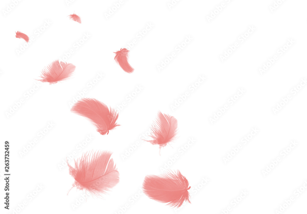 Beautiful group soft pink feather floating in air isolated on black background Beautiful group soft pink feather floating in air isolated on black background