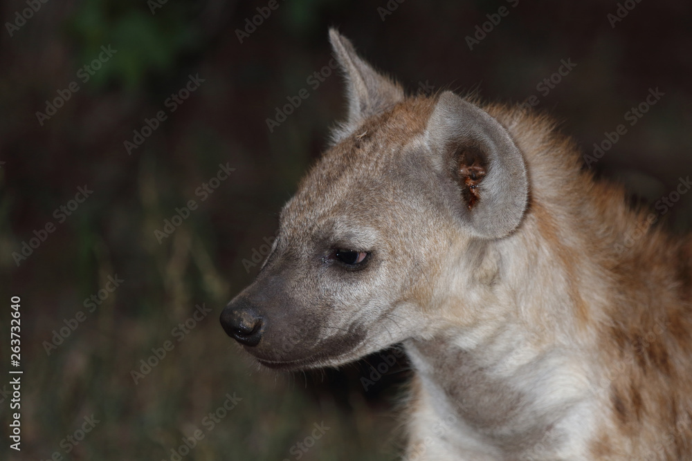 Tüpfelhyäne / Spotted Hyaena / Crocuta crocuta. Tüpfelhyäne / Spotted Hyaena / Crocuta crocuta.