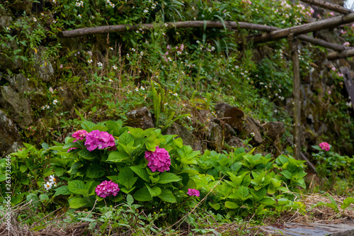 Beautiful Flowers (Hydrangea macrophylla) or Hortensia flower is blooming.